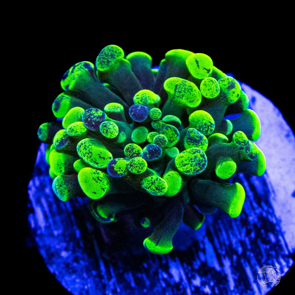 Live stream will begin shortly