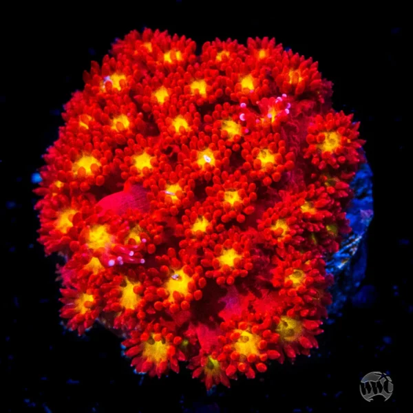 Montipora